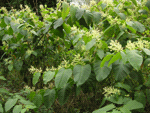 Giant Knotweed