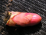 Crown Bud