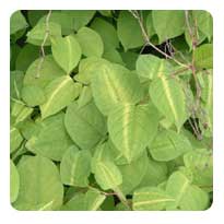 Japanese Knotweed