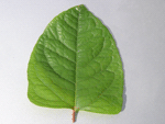 Japanese Knotweed