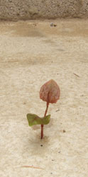 Japanese Knotweed shoot through concrete