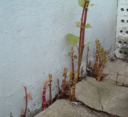 Japanese Knotweed spring growth through concrete
