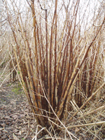 Winter Knotweed