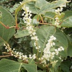 Japanese Knotweed