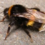 Tree BumbleBee