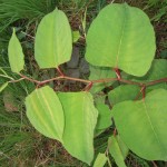 Zig-zag leaf pattern
