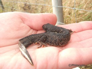 Great Crested Newt
