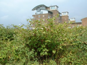 Japanese knotweed removal