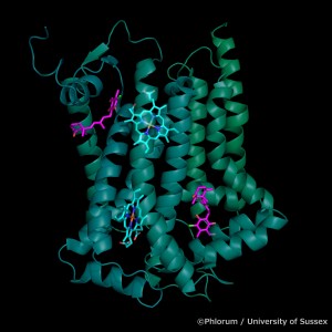 Potential Japanese knotweed mitochondrial inhibitor