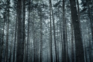 Pine forest