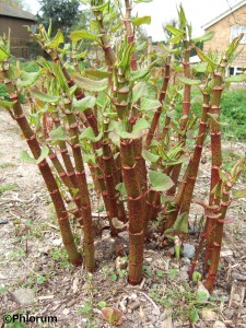 New Japanese knotweed shoots
