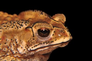 Asian common toad
