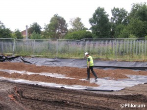 knotweed membrane