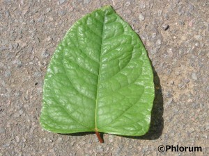 Japanese knotweed leaf