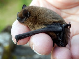 Pipistrelle bat