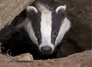 Picture of a badger