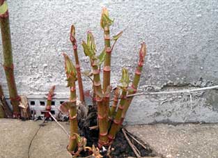 Picture of Japanesse knotweed