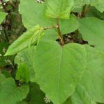 Hybrid Japanese knotweed leaf