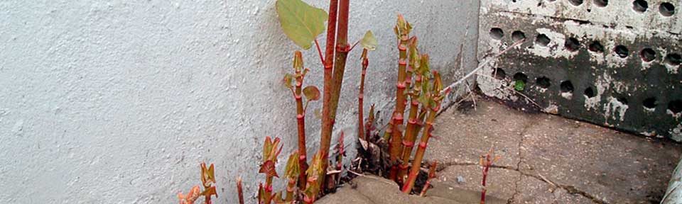 Knotweed damage