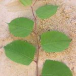 japanese knotweed leaves