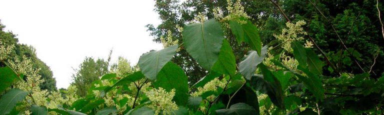 How To Identify Japanese Knotweed: Identification Guide
