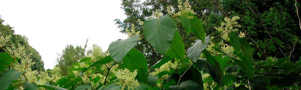 Flowering Japanese Knotweed