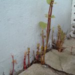 spring-growth-through-concrete