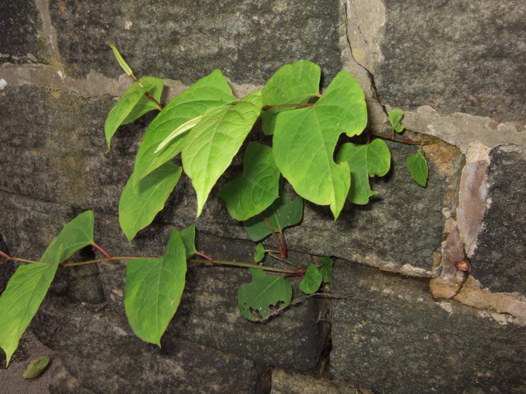 What Does Japanese Knotweed Do To A House? | Phlorum