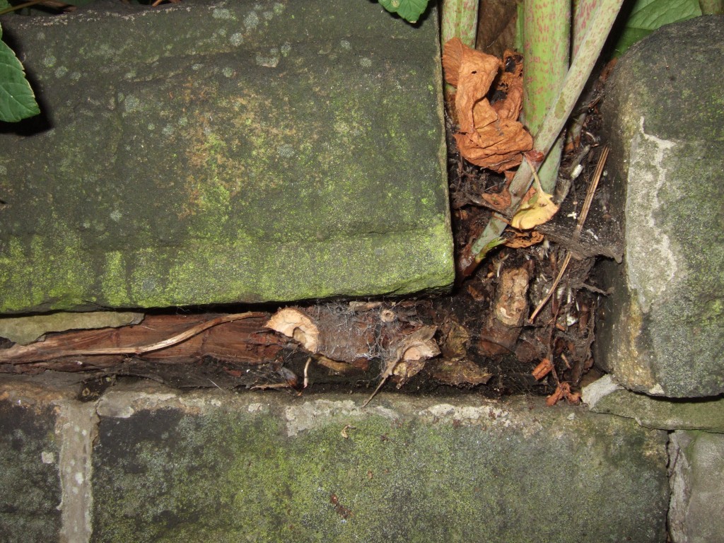 Japanese knotweed damage