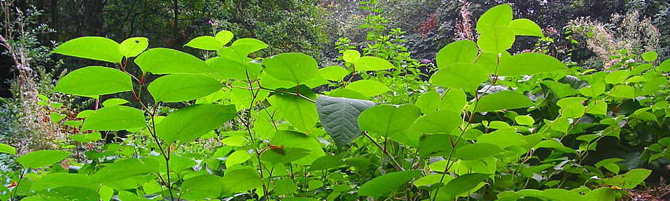 Japanese Knotweed Removal Company Knotweed Eradication Phlorum Japanese Knotweed Removal Company Knotweed Eradication Phlorum