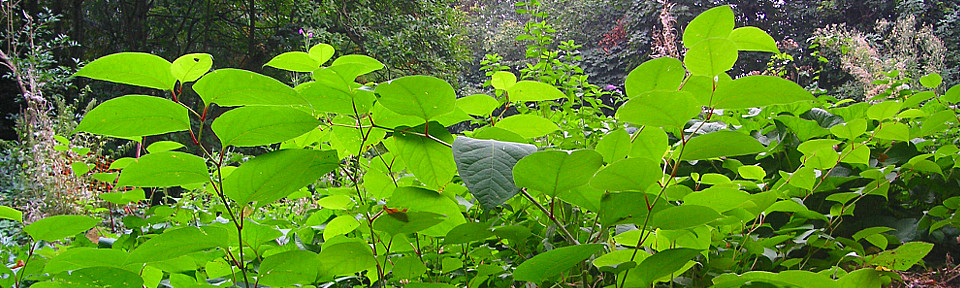 Japanese knotweed