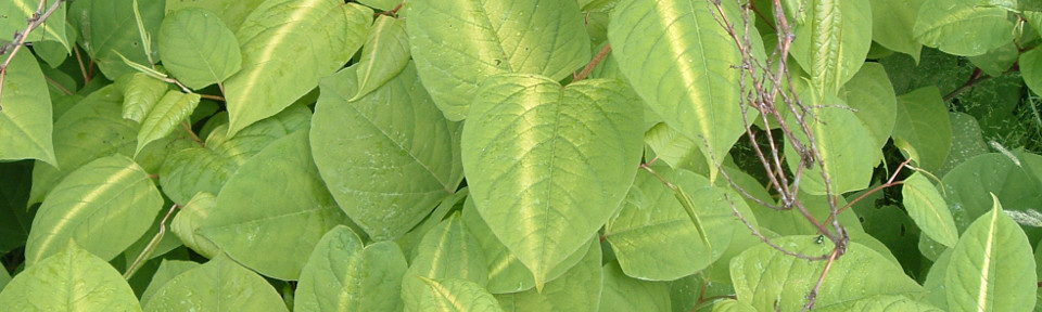 Japanese knotweed