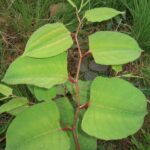 Japanese Knotweed Leaf Zig-Zag pattern