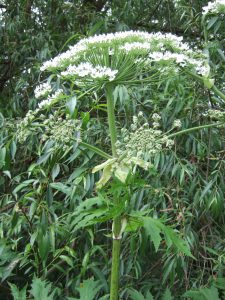 Giant Hogweed