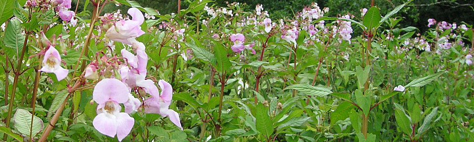 Himalayan balsam in field