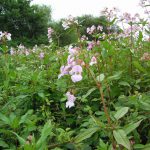 Himalayan balsam