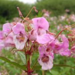 Himalayan balsam