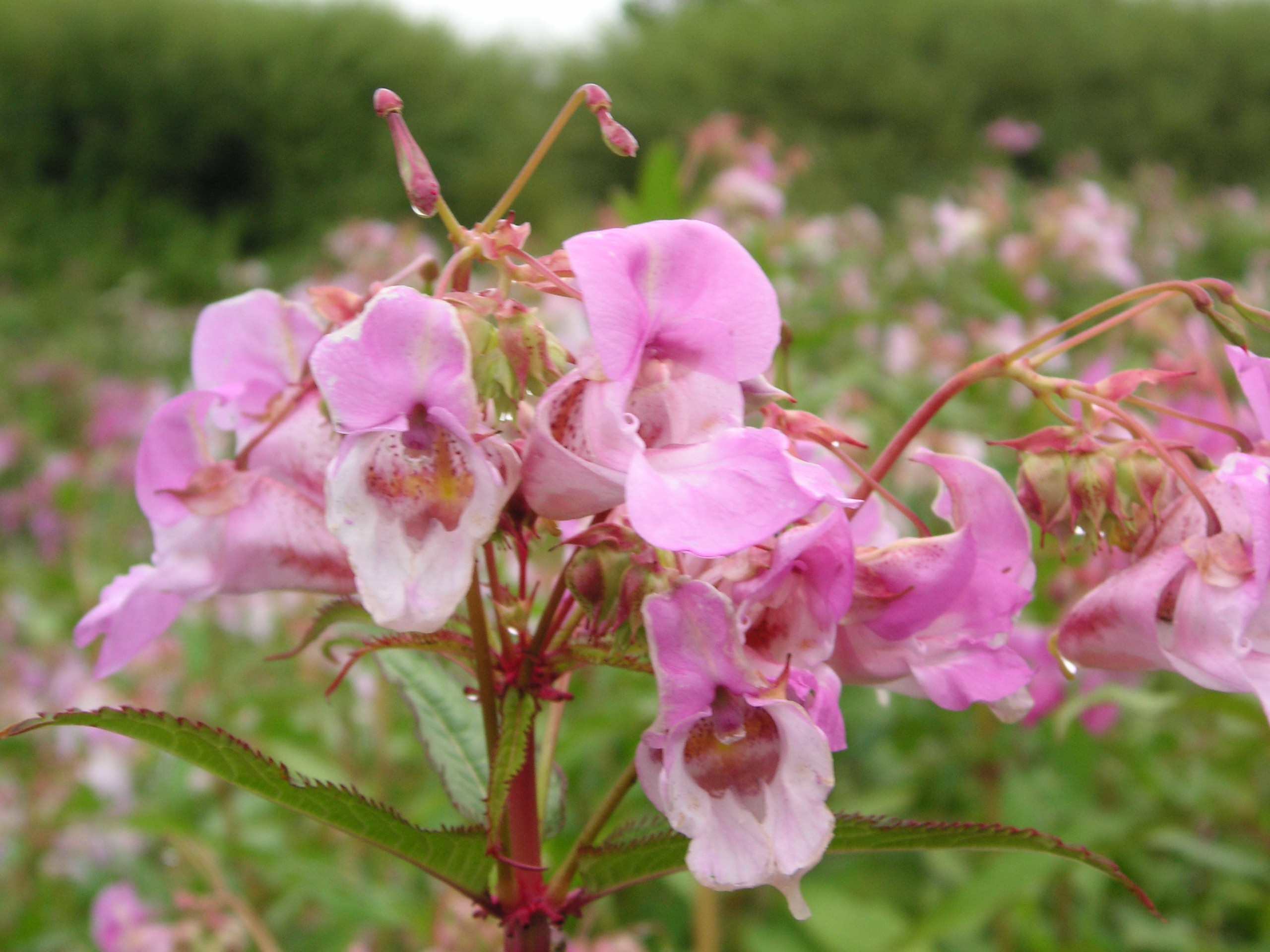 Plants That Look Like Japanese Knotweed Plants Mistaken For Knotweed