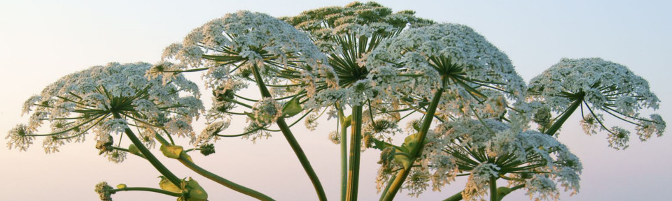 Giant Hogweed