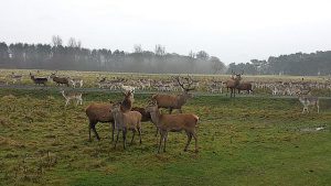 A herd of red deer.