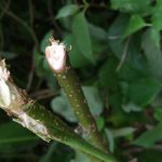 Cut woody stems