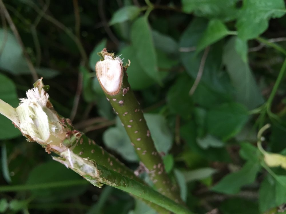 Plants That Look Like Japanese Knotweed Plants Mistaken