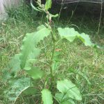 Broadleaved dock