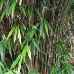 Bamboo stems and leaves
