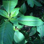 Himalayan balsam