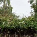 Russian vine on fence