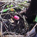 Japanese Knotweed Breaking Bud