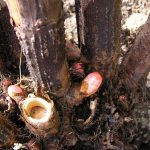 Japanese Knotweed Crown & Buds