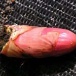 Japanese Knotweed Crown Bud