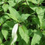 Himalayan Knotweed leaves